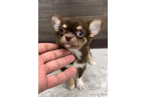 成約済の福岡県のチワワ(ロングコート)-300083の3枚目