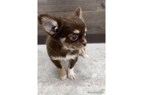 成約済の福岡県のチワワ(ロングコート)-300083の4枚目