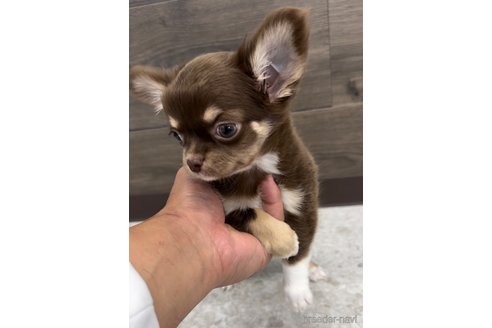 成約済の福岡県のチワワ(ロングコート)-300083の5枚目