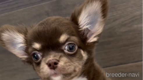 成約済の福岡県のチワワ(ロングコート)-300083