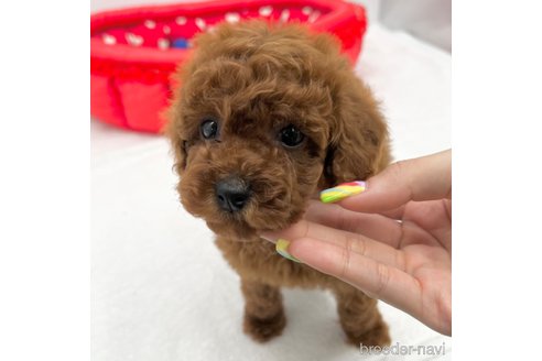 成約済の愛知県のトイプードル-307286の5枚目