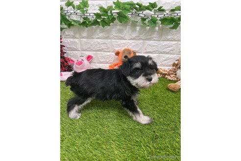 成約済の愛知県のミニチュアシュナウザー-307303の4枚目