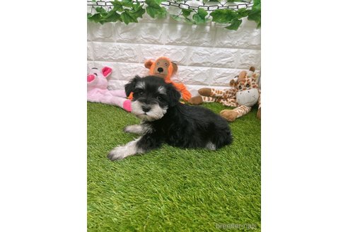 成約済の愛知県のミニチュアシュナウザー-307303の5枚目