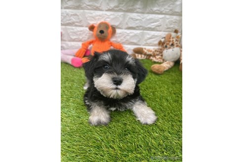 成約済の愛知県のミニチュアシュナウザー-307303の1枚目