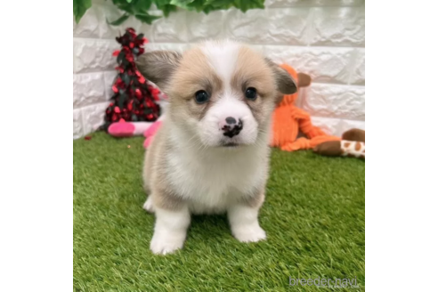 成約済の愛知県のウェルシュコーギーペンブローク-307331