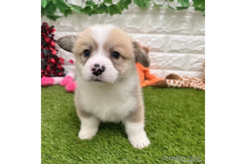 成約済の愛知県のウェルシュコーギーペンブローク-307331の2枚目