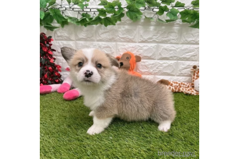 成約済の愛知県のウェルシュコーギーペンブローク-307331の3枚目