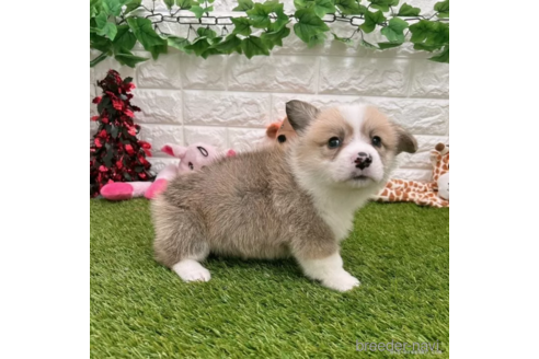 成約済の愛知県のウェルシュコーギーペンブローク-307331の4枚目