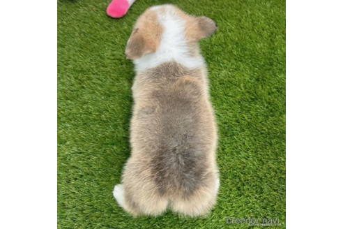 成約済の愛知県のウェルシュコーギーペンブローク-307331の5枚目