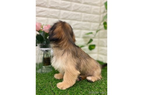 成約済の岡山県のミックス犬-307341の4枚目