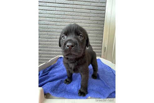 成約済の沖縄県のラブラドールレトリーバー-307343の1枚目