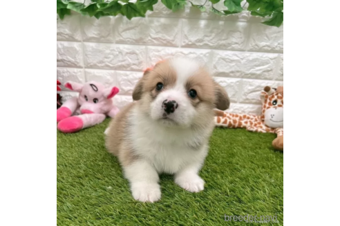 成約済の愛知県のウェルシュコーギーペンブローク-307351の1枚目