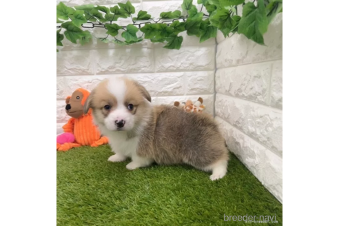 成約済の愛知県のウェルシュコーギーペンブローク-307351の5枚目