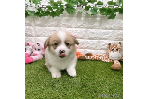 成約済の愛知県のウェルシュコーギーペンブローク-307351の3枚目