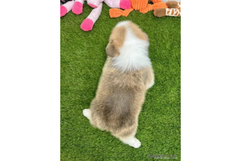 成約済の愛知県のウェルシュコーギーペンブローク-307351の4枚目