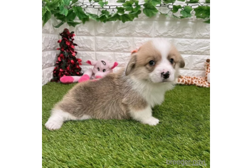 成約済の愛知県のウェルシュコーギーペンブローク-307351の2枚目