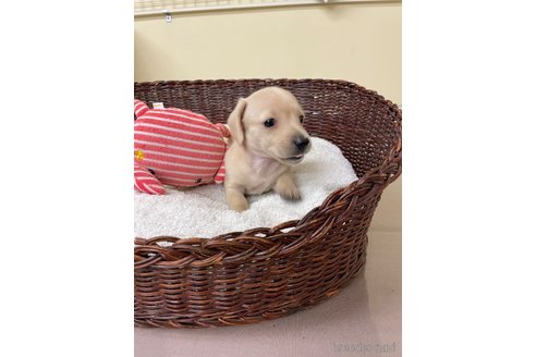 成約済の愛知県のミニチュアダックスフンド(スムースヘアード)-307355の2枚目