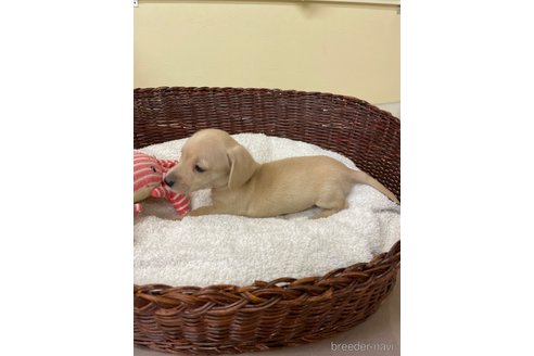 成約済の愛知県のミニチュアダックスフンド(スムースヘアード)-307355の3枚目