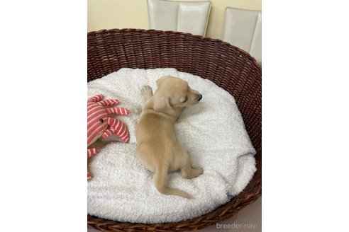 成約済の愛知県のミニチュアダックスフンド(スムースヘアード)-307355の4枚目