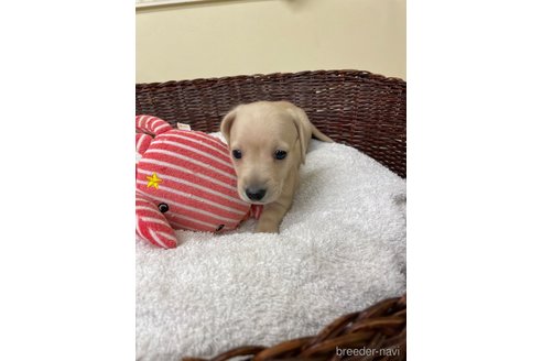 成約済の愛知県のミニチュアダックスフンド(スムースヘアード)-307355の5枚目