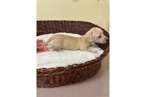 成約済の愛知県のミニチュアダックスフンド(スムースヘアード)-307355の6枚目