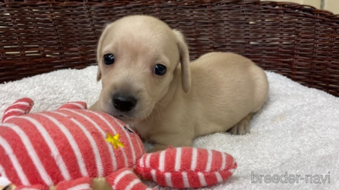 成約済の愛知県のミニチュアダックスフンド(スムースヘアード)-307355の1枚目