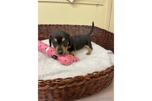 成約済の愛知県のミニチュアダックスフンド(スムースヘアード)-307357の6枚目