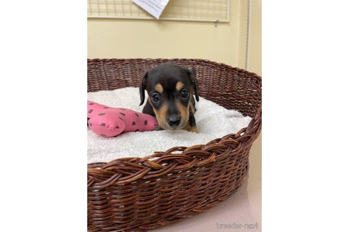 成約済の愛知県のミニチュアダックスフンド(スムースヘアード)-307357の2枚目