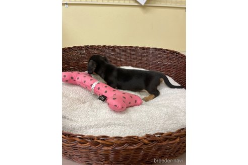 成約済の愛知県のミニチュアダックスフンド(スムースヘアード)-307357の3枚目