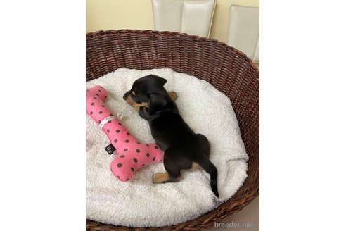 成約済の愛知県のミニチュアダックスフンド(スムースヘアード)-307357の4枚目