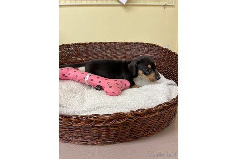 成約済の愛知県のミニチュアダックスフンド(スムースヘアード)-307357の5枚目