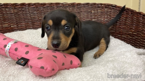 成約済の愛知県のミニチュアダックスフンド(スムースヘアード)-307357の1枚目