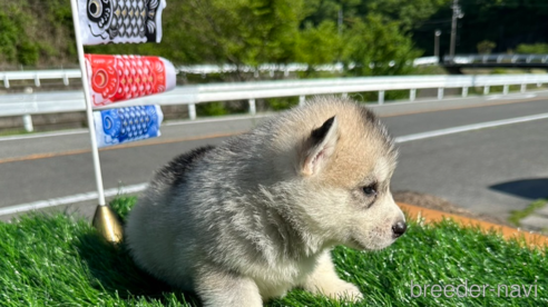 成約済の岡山県のシベリアンハスキー-307365の5枚目