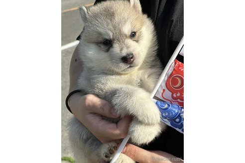 成約済の岡山県のシベリアンハスキー-307369の5枚目