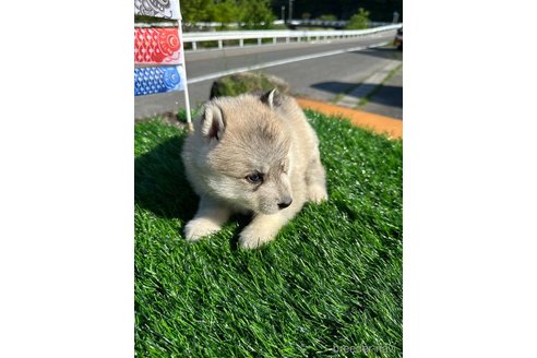 販売中の岡山県のシベリアンハスキー-307369の2枚目