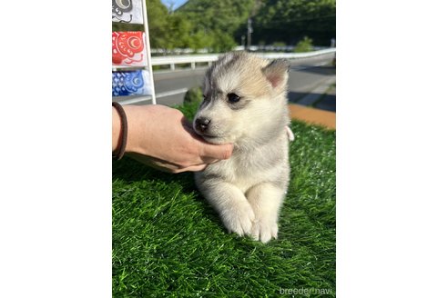 成約済の岡山県のシベリアンハスキー-307373の1枚目