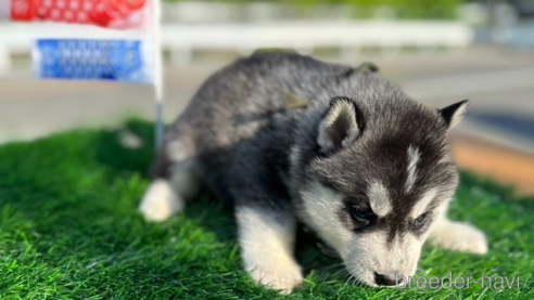 販売中の岡山県のシベリアンハスキー-307374の2枚目