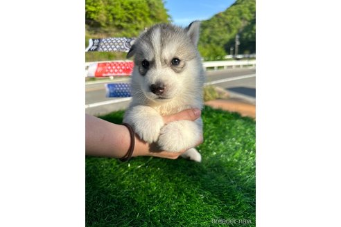 成約済の岡山県のシベリアンハスキー-307375の1枚目