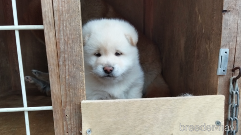 成約済の岡山県の柴犬-306235の1枚目