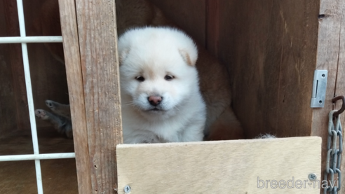 商談中の岡山県の柴犬-306235の1枚目