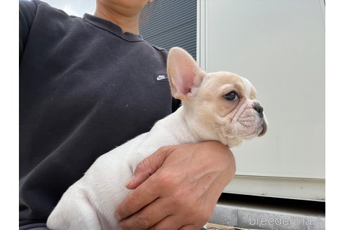 成約済の茨城県のフレンチブルドッグ-307507の10枚目