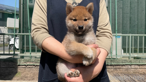 販売中の岡山県の柴犬-307635