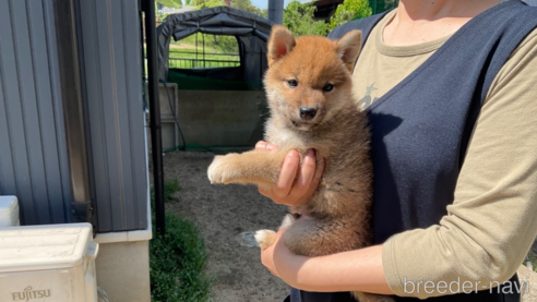 販売中の岡山県の柴犬-307635の6枚目