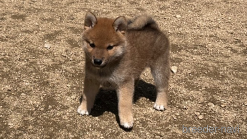 成約済の岡山県の柴犬-307635の4枚目