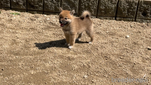 成約済の岡山県の柴犬-307635の3枚目