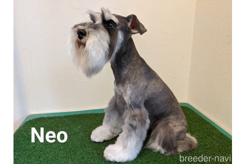 Neoくん1枚目