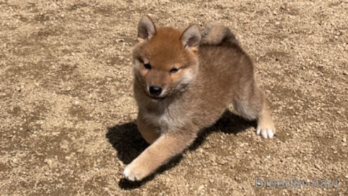 販売中の岡山県の柴犬-307635の2枚目