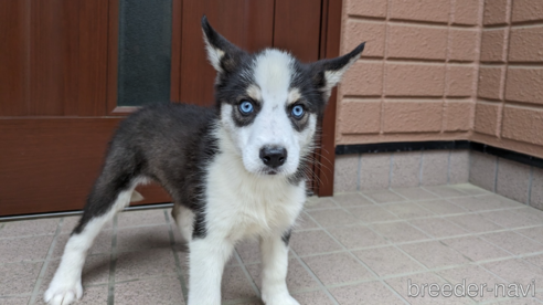 成約済の福岡県のミックス犬-304862の3枚目