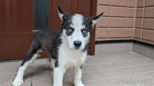 販売中の福岡県のミックス犬-304862の1枚目