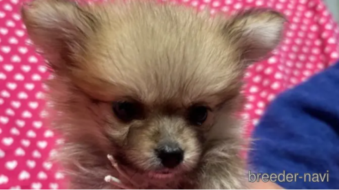 成約済の北海道のミックス犬-303368の2枚目